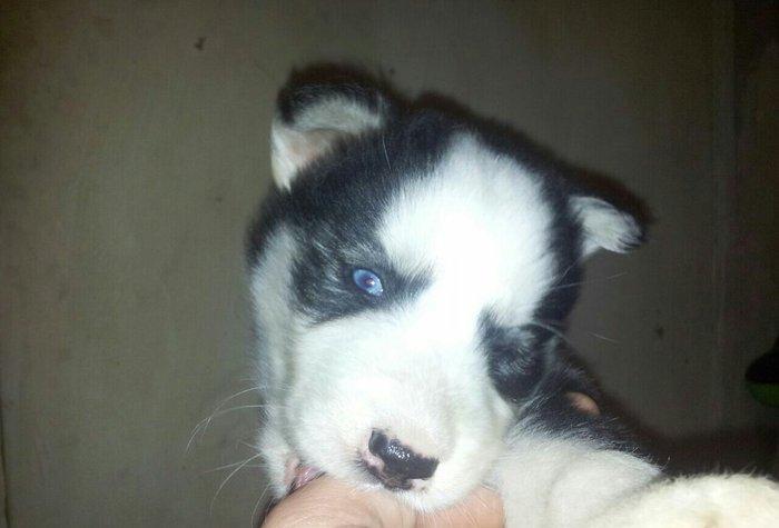 Haski balalari satılır temiz qandi erkekde var diwide,,ayın 4 i 1 ayla