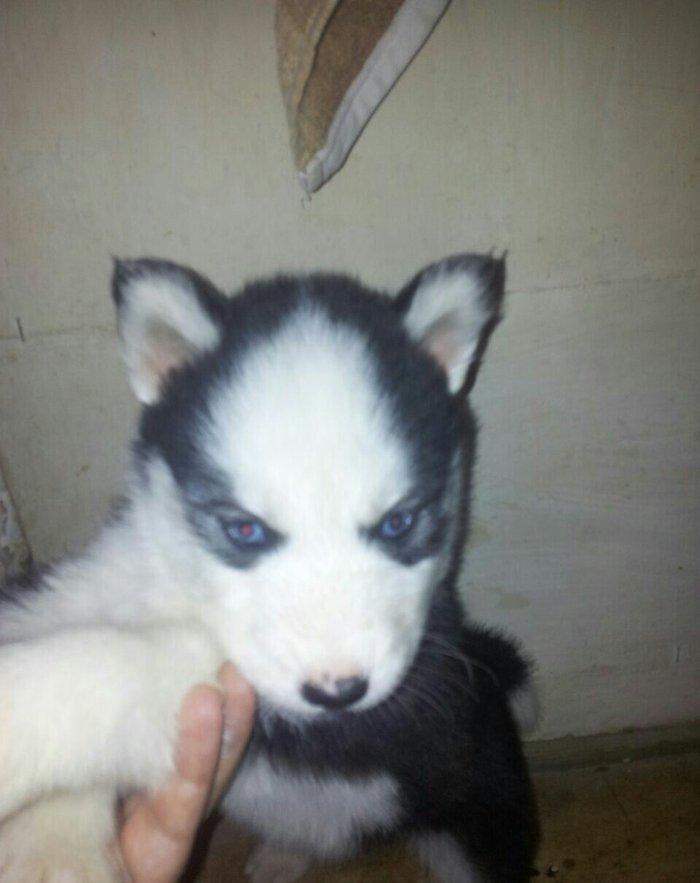 Haski balalari satılır temiz qandi erkekde var diwide,,ayın 4 i 1 ayla