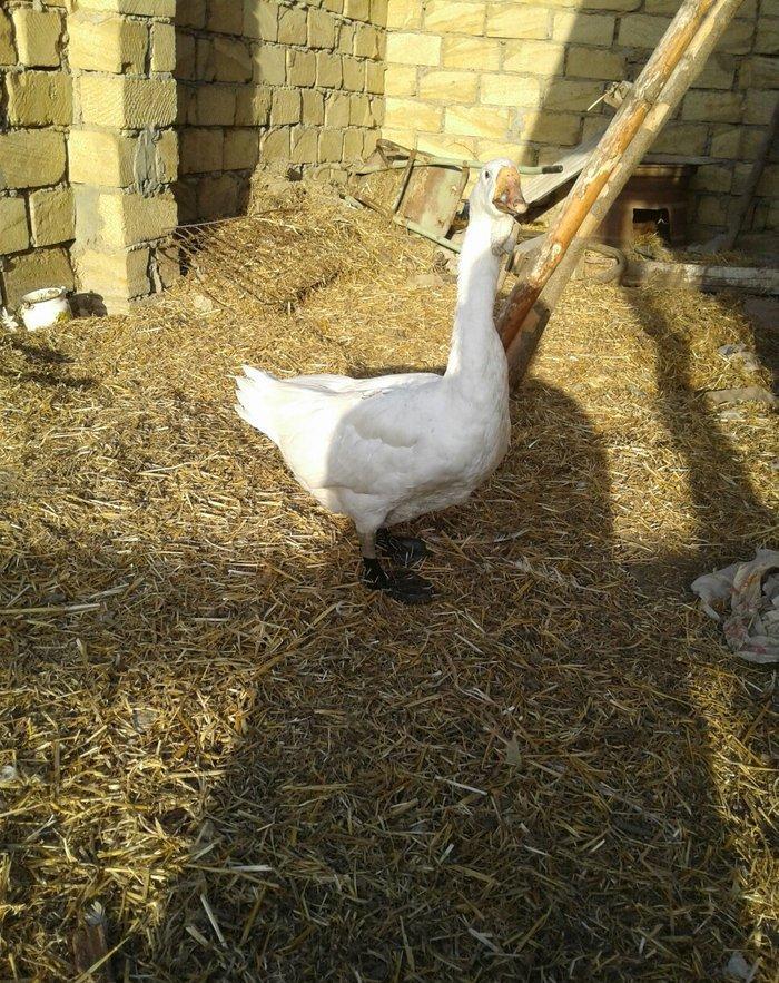 Xolmagor gazi hazir jut jutune aidi giymeti real alijilar buyurub zen