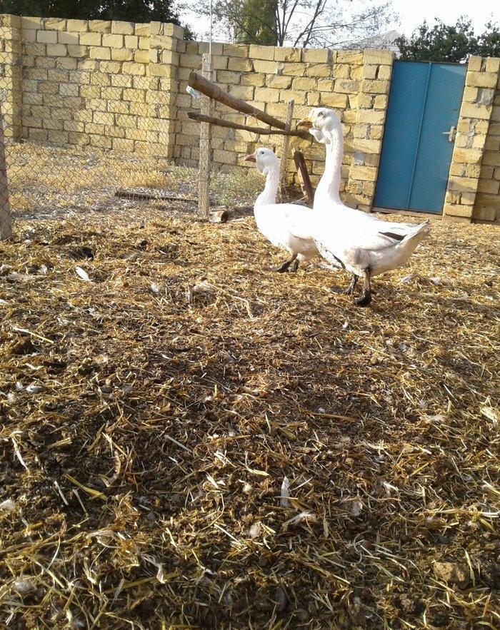 Xolmagor gazi hazir jut jutune aidi giymeti real alijilar buyurub zen