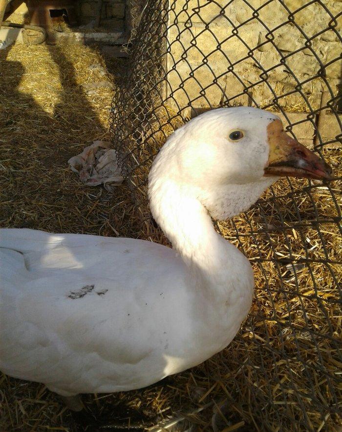 Xolmagor gazi hazir jut jutune aidi giymeti real alijilar buyurub zen