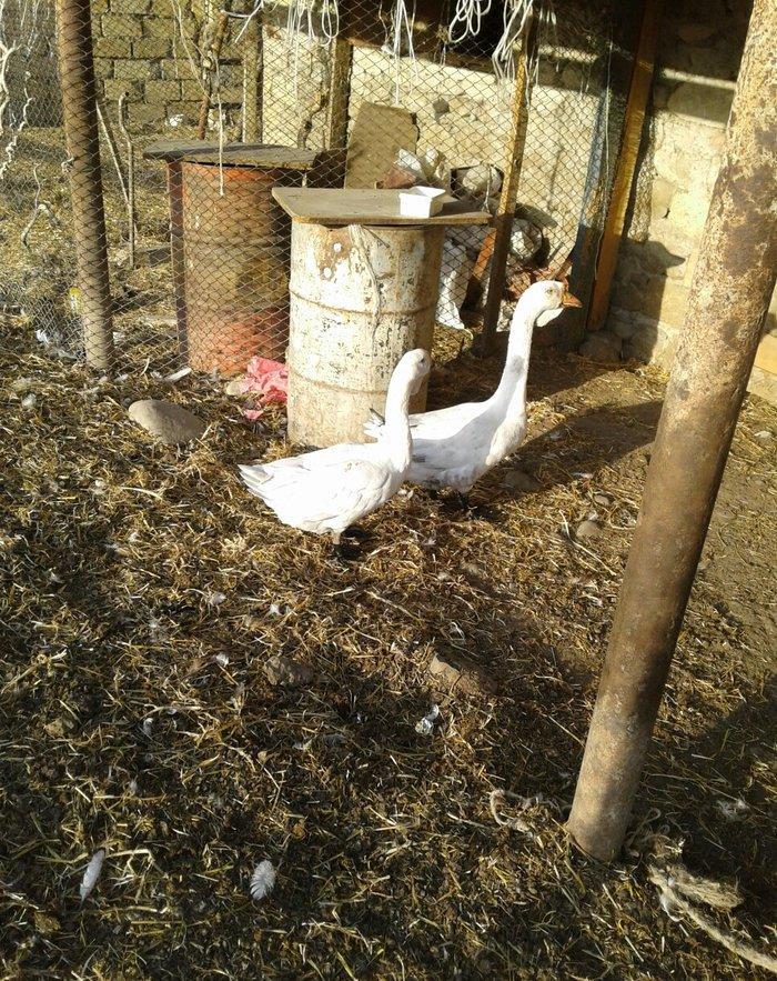 Xolmagor gazi hazir jut jutune aidi giymeti real alijilar buyurub zen