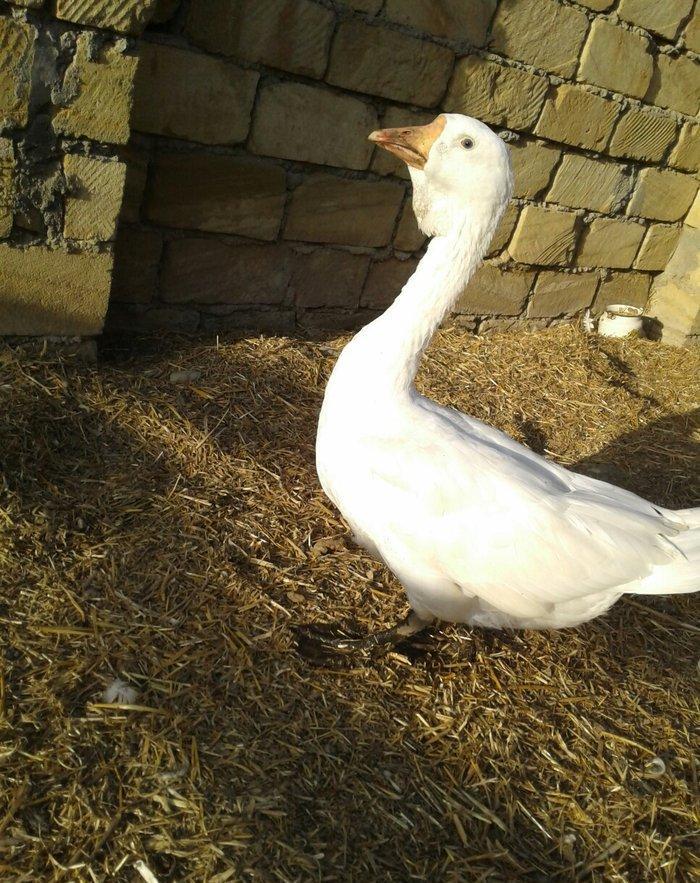 Xolmagor gazi hazir jut jutune aidi giymeti real alijilar buyurub zen