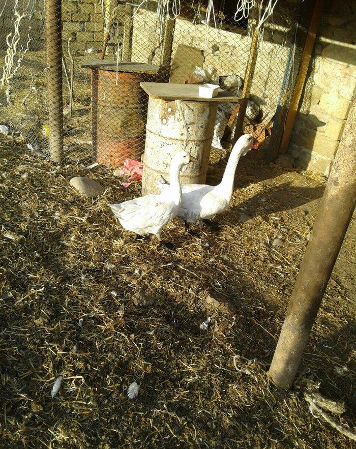 Xolmagor gazi hazir jut jutune aidi giymeti real alijilar buyurub zen