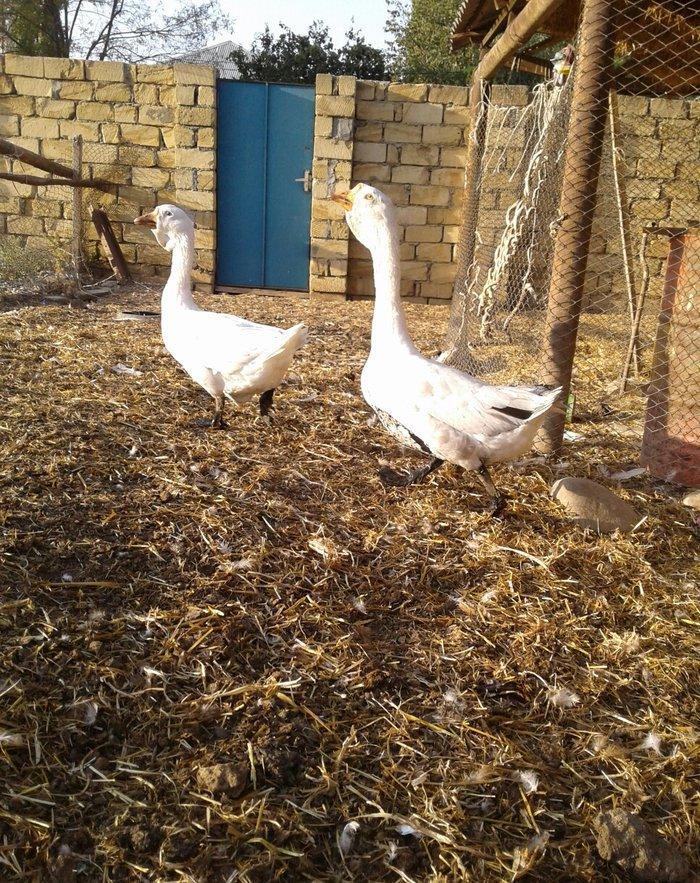 Xolmagor gazi hazir jut jutune aidi giymeti real alijilar buyurub zen