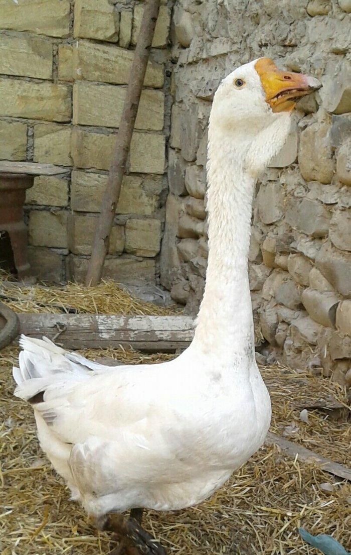 Xolmagor gazi hazir jut jutune aidi giymeti real alijilar buyurub zen