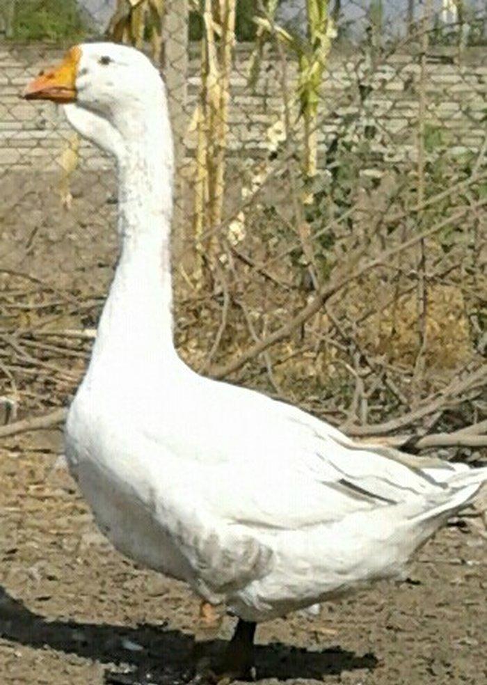 Xolmagor gazi hazir jut jutune aidi giymeti real alijilar buyurub zen