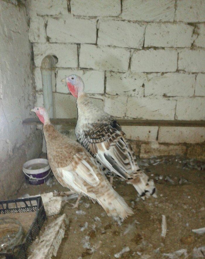 hind qusupari 1 erkey 1 disi cavandilar 8 ayliqdilar qurd dermanlari c