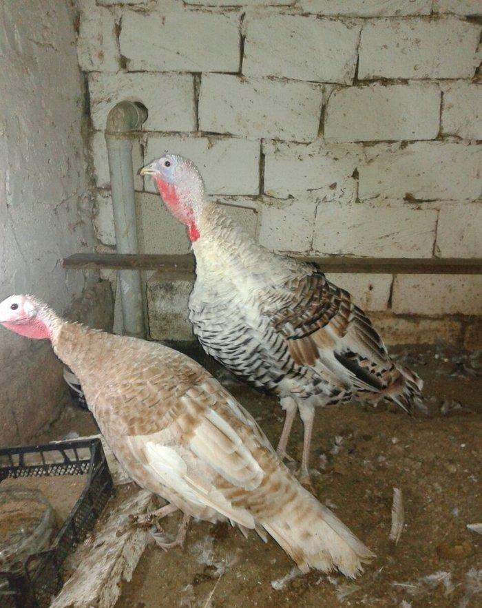 hind qusupari 1 erkey 1 disi cavandilar 8 ayliqdilar qurd dermanlari c