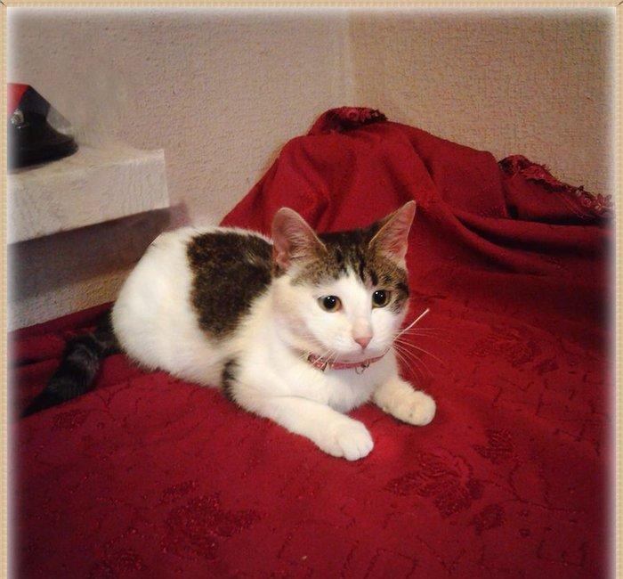 Домашняя чистенькая здоровая девочка (3 + мес. ) бесплатно. Пишите на