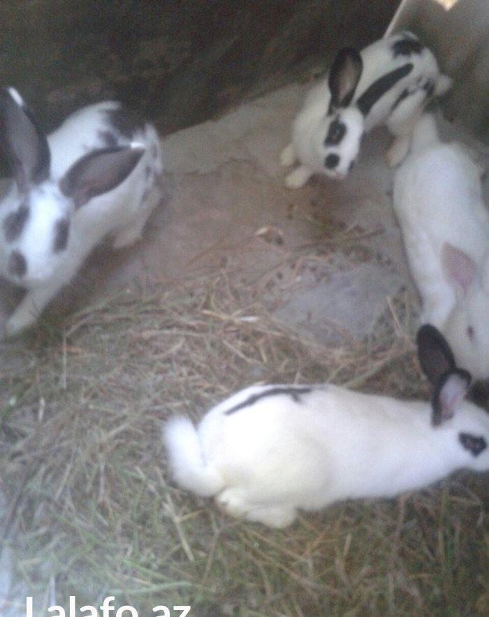 dosanar savlam sort dosanardi prosda vaxdm olmadgi ucn savlya bilmirem