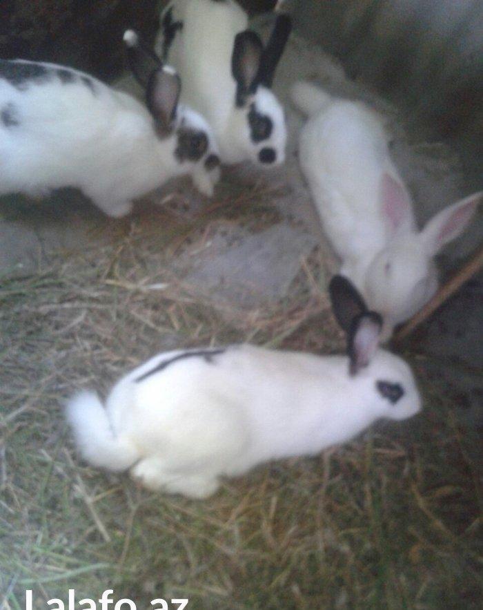 dosanar savlam sort dosanardi prosda vaxdm olmadgi ucn savlya bilmirem