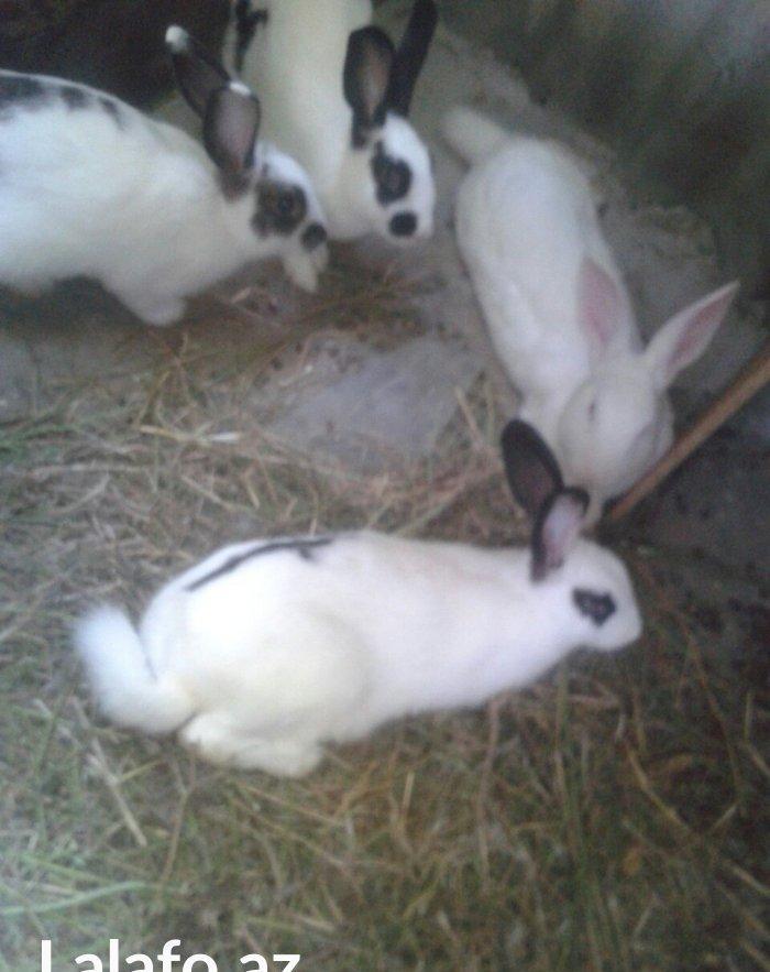 dosanar savlam sort dosanardi prosda vaxdm olmadgi ucn savlya bilmirem