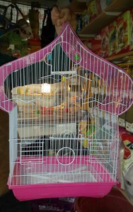 Iri qefes satilir. Su qabi , yem qabi,   papuqay  durmasi ucun cubuq v