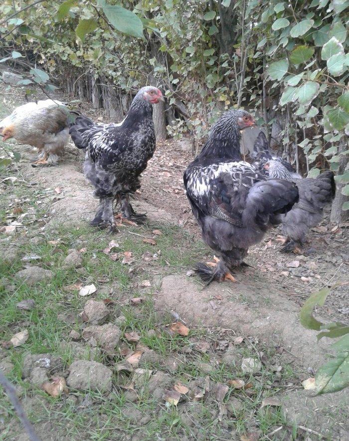 brama dark beceler satiram 3 ve 4 ayliqdilar.gold fere de var