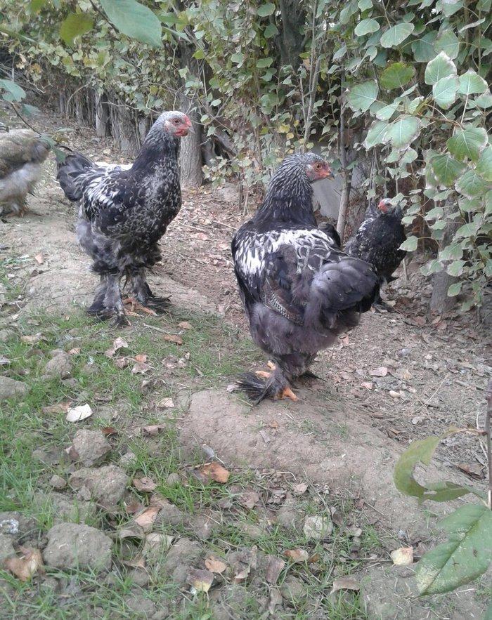 brama dark beceler satiram 3 ve 4 ayliqdilar.gold fere de var