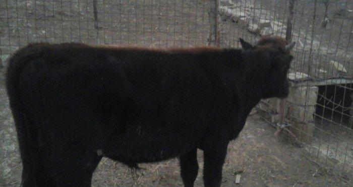 yerli cins 2-ci qarına boğazdı yanvarın axırı balalayacaq bir illik er