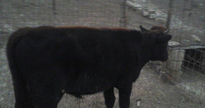 yerli cins 2-ci qarına boğazdı yanvarın axırı balalayacaq bir illik er