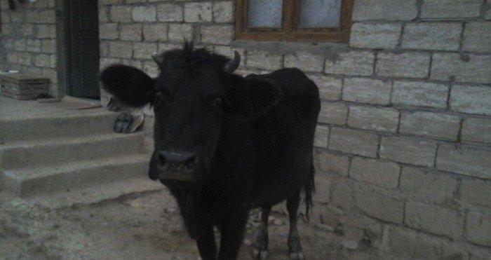 yerli cins 2-ci qarına boğazdı yanvarın axırı balalayacaq bir illik er