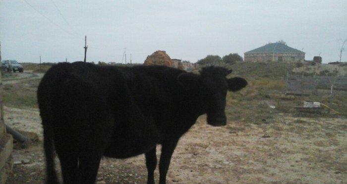 yerli cins 2-ci qarına boğazdı yanvarın axırı balalayacaq bir illik er