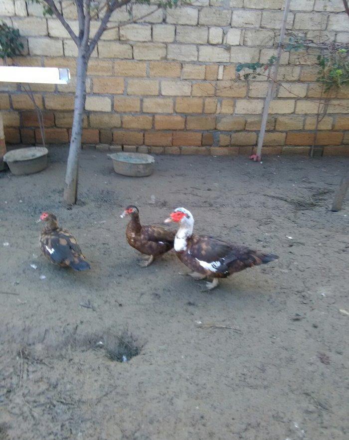 Ukraynadan gələn şkalat rəngli ətlik  həmdə damazlıq lal ördəklər var