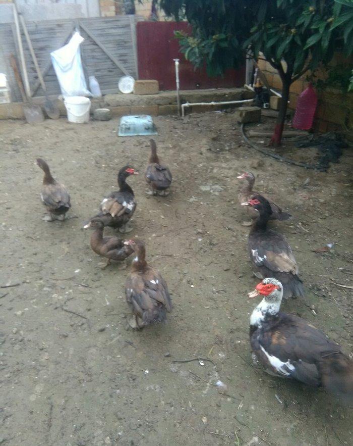 Ukraynadan gələn şkalat rəngli ətlik  həmdə damazlıq lal ördəklər var