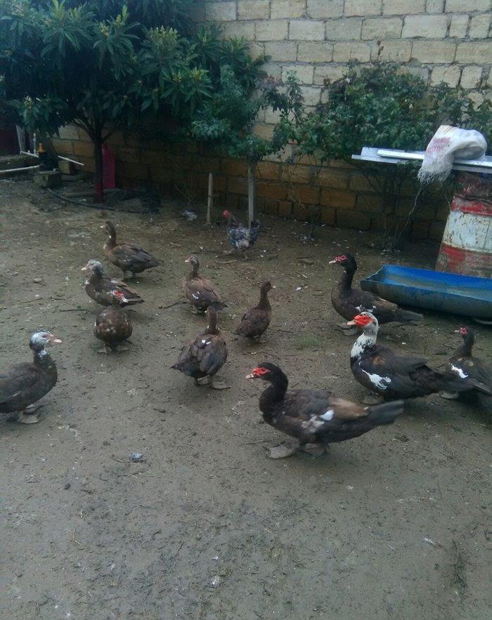 Ukraynadan gələn şkalat rəngli ətlik  həmdə damazlıq lal ördəklər var