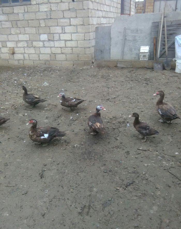 Ukraynadan gələn şkalat rəngli ətlik  həmdə damazlıq lal ördəklər var