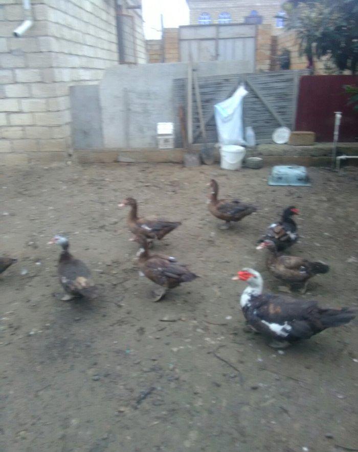 Ukraynadan gələn şkalat rəngli ətlik  həmdə damazlıq lal ördəklər var