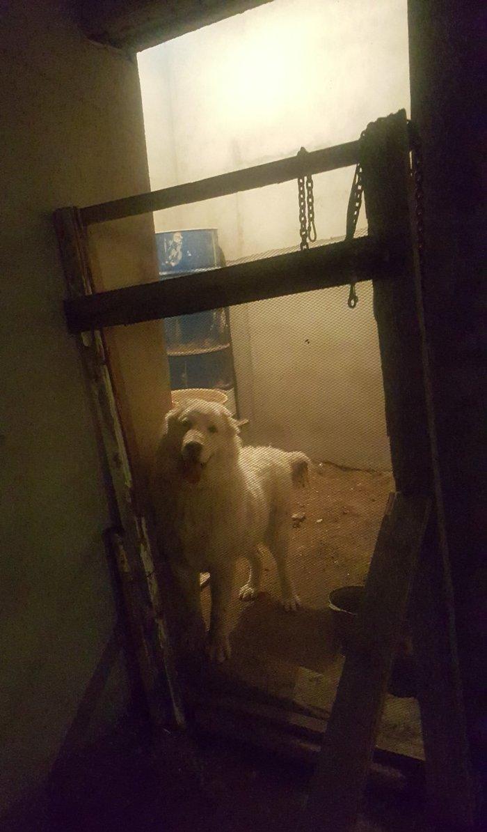 Alabay
 1 yasi var disidi bala vermiyib helem  cox gozel itdi 
baxmaq