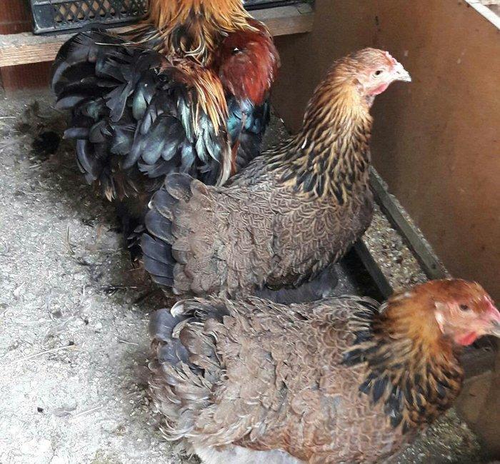 Brama gold ailesi satilir 3 fere 1 xoruz 250 azn