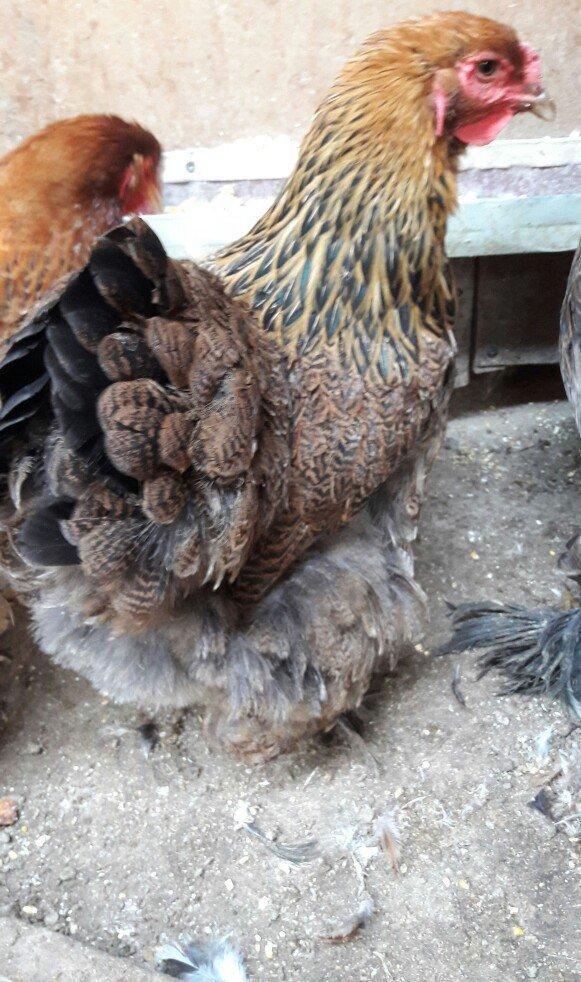 Brama gold ailesi satilir 3 fere 1 xoruz 250 azn