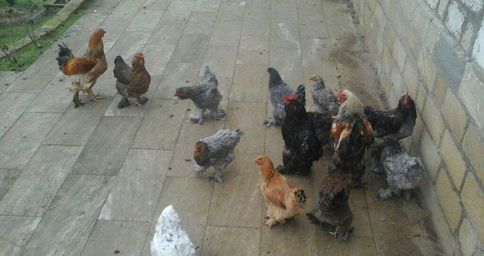 Brama 14 eded 4erkey 10 disi hamsi oxuyur yumurtdayacaqlar Barterde mu