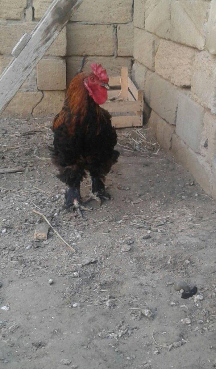 Brama xoruzu. 11 ayliqdi. Tek oldugu ucun satiram. Saglamdir ve cox ak