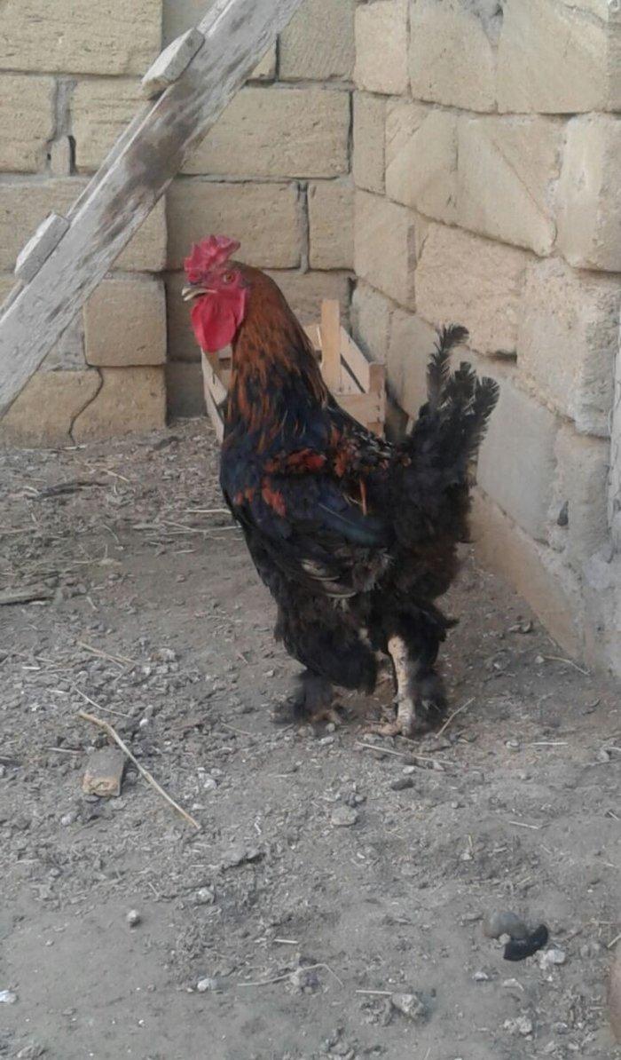 Brama xoruzu. 11 ayliqdi. Tek oldugu ucun satiram. Saglamdir ve cox ak