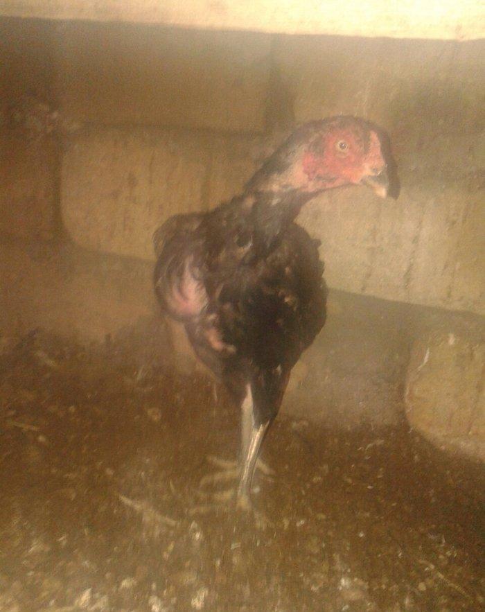 Heyrati fere. Ag 35 manat. Qara 30 manat. Sari 25 manat. Yergidirem on