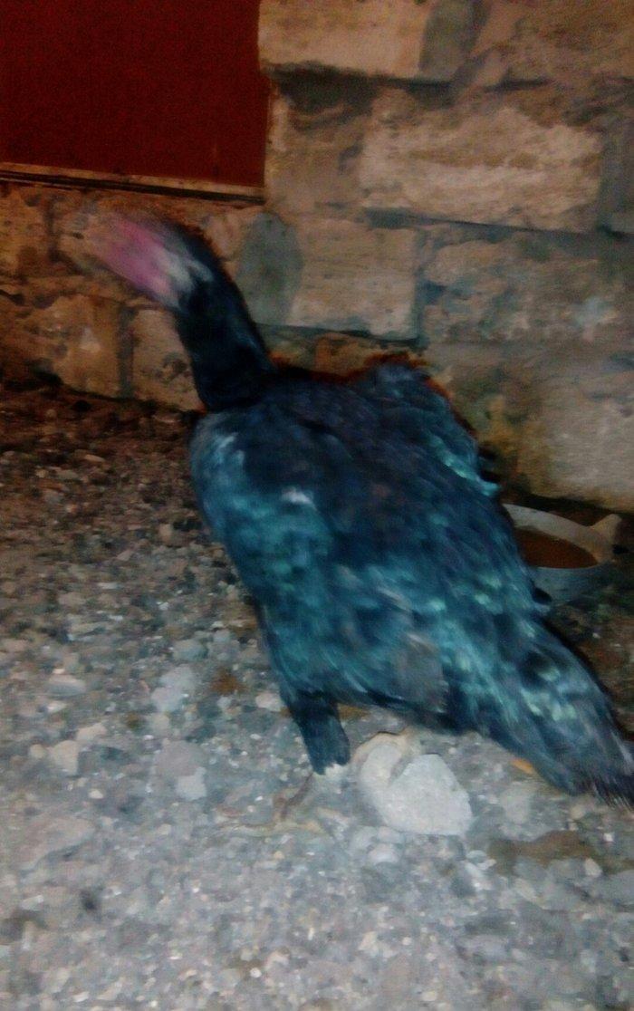 Heyrati fere. Ag 35 manat. Qara 30 manat. Sari 25 manat. Yergidirem on