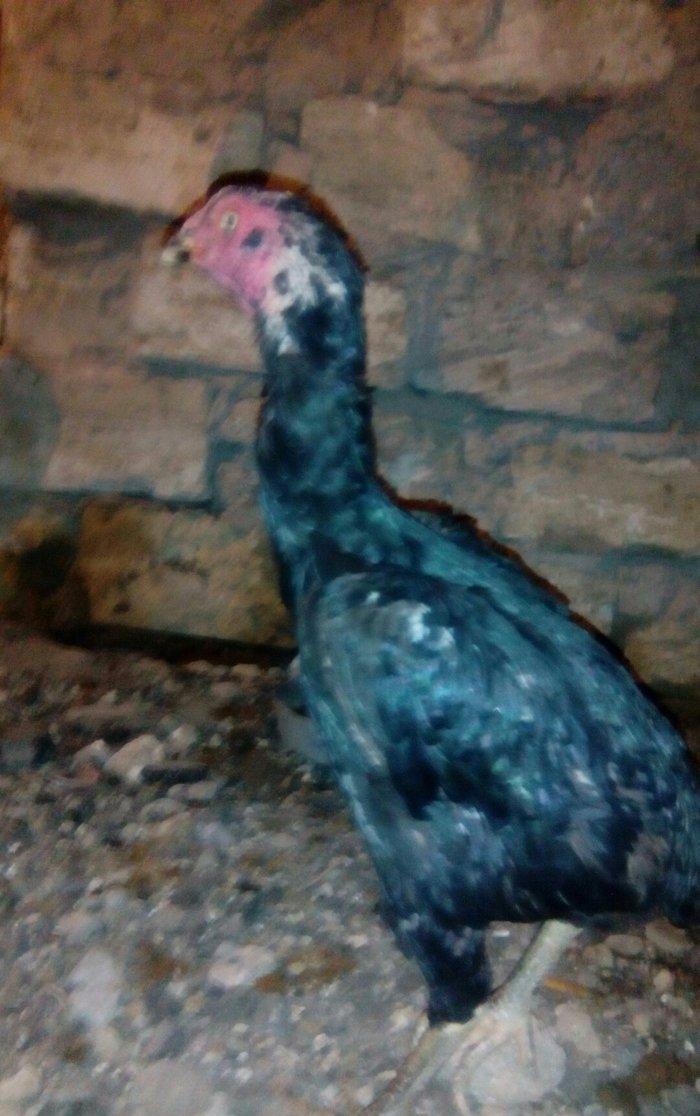 Heyrati fere. Cox yaxwi feredi boyuda yaxwidi. Ela cinsdi. Qara yawil