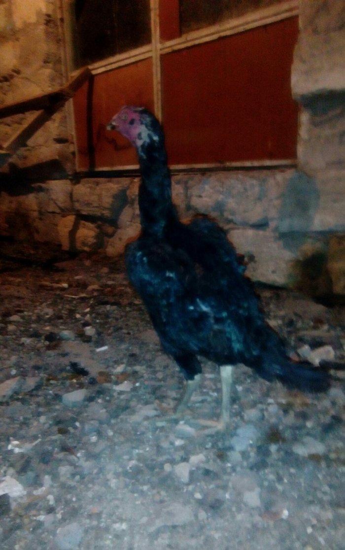 Heyrati fere. Cox yaxwi feredi boyuda yaxwidi. Ela cinsdi. Qara yawil