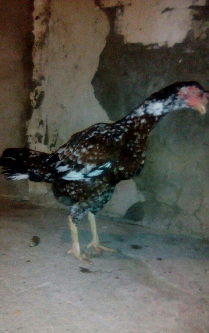 Heyrati fere. Boyuk feredi. 3kq700 cekisi var. Istiyen gelib baxa bile