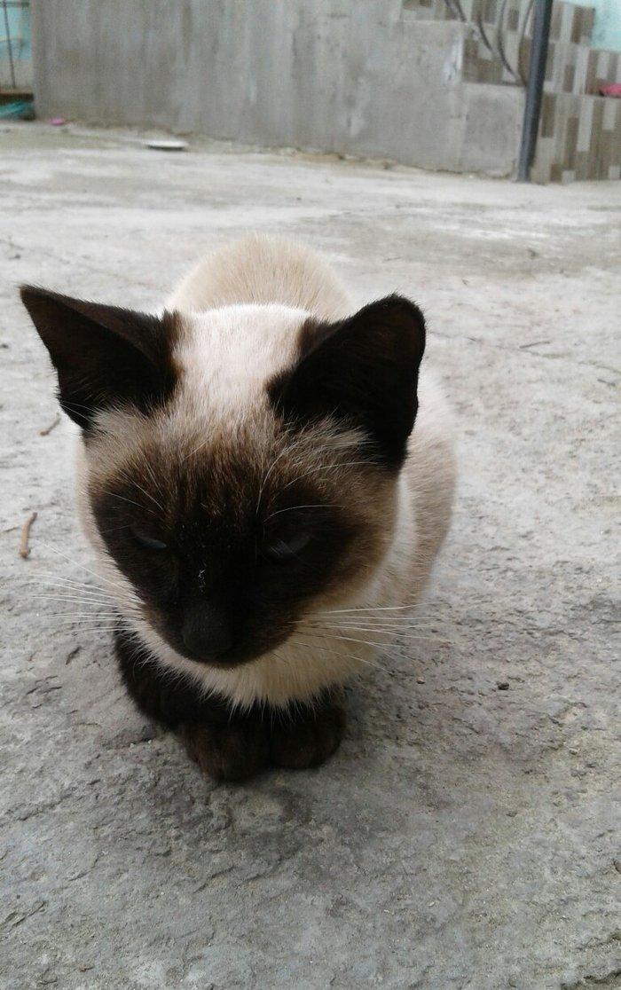 Siyam pişik, 5 aylıq , sağlam təmiz ev pişiyi, dişi, gözləri mavi. 30