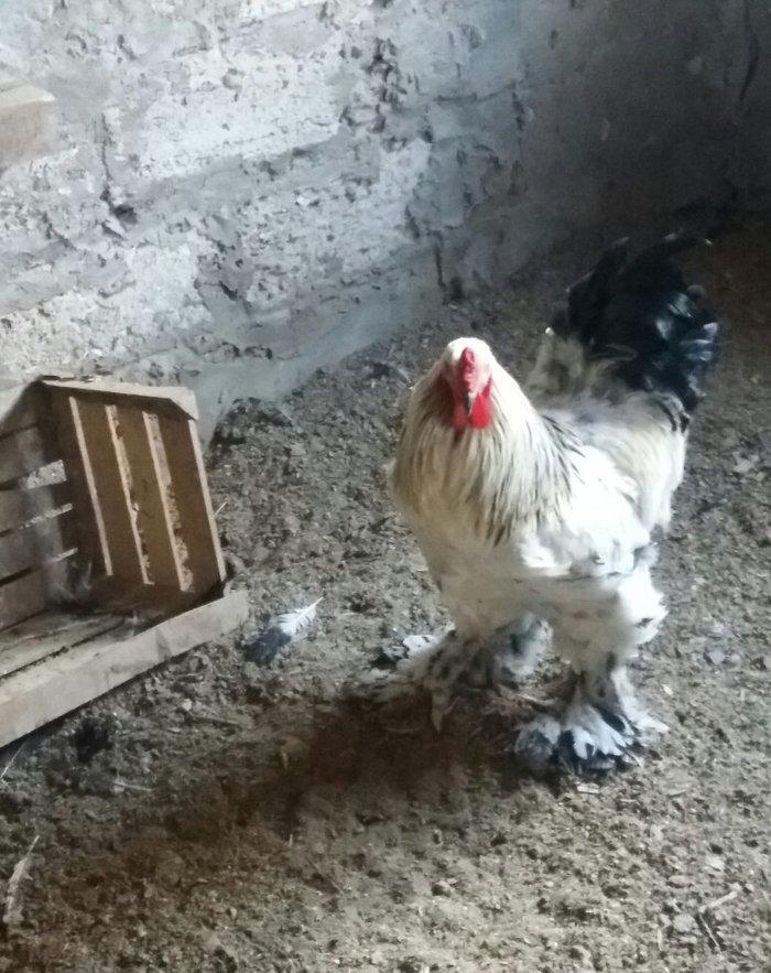 Esl damazlig 9 aylig brama xoruzu. Oriqinaldi. Barterde olar baxir ney