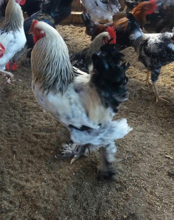 Esl damazlig 9 aylig brama xoruzu. Oriqinaldi. Barterde olar baxir ney