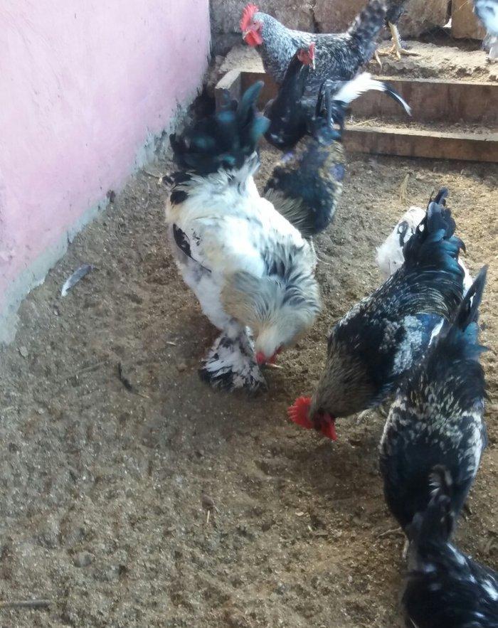 Esl damazlig 9 aylig brama xoruzu. Oriqinaldi. Barterde olar baxir ney