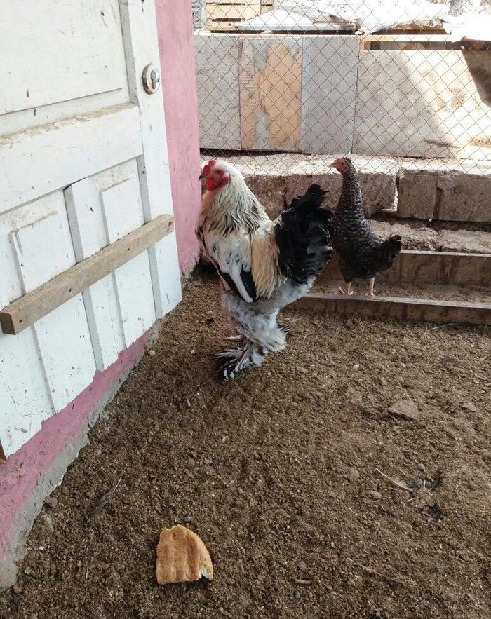 8 aylig brama xoruzu. Saglam esl damazlig heyvandi. Vatsap aktivdi. Ba