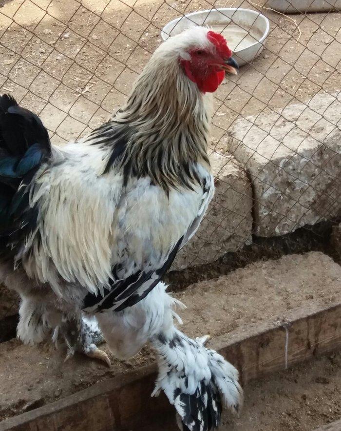 8 aylig brama xoruzu. Saglam esl damazligdi. Vatsap aktivdi. Barterde