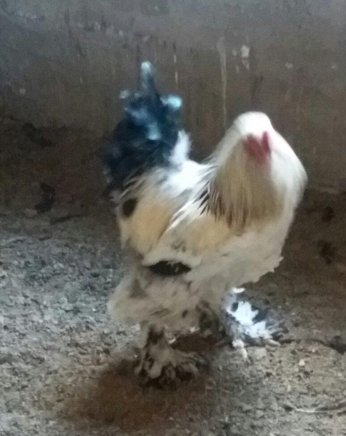 Esl damazlig 9 aylig brama xoruzu. Saglamdi. Barterde olar baxir neyne