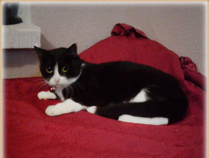 Молоденькая очаровательная кошечка ищет дом и надежных хозяев. Пристра