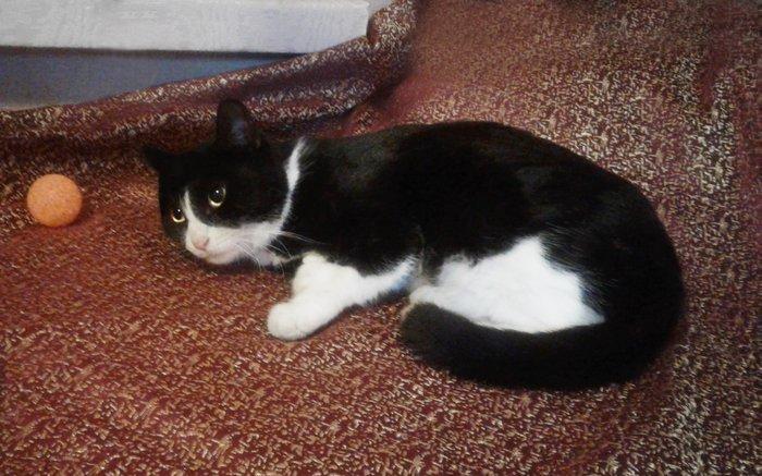 Молоденькая очаровательная кошечка ищет дом и надежных хозяев. Пристра