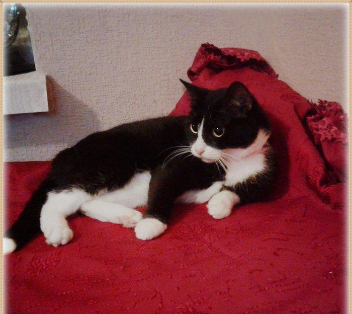 Молоденькая очаровательная кошечка ищет дом и надежных хозяев. Пристра